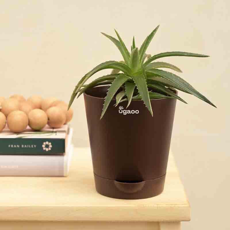 Buy Ugaoo Aloe Vera Green Mini Plant Live Plants from Vaaree