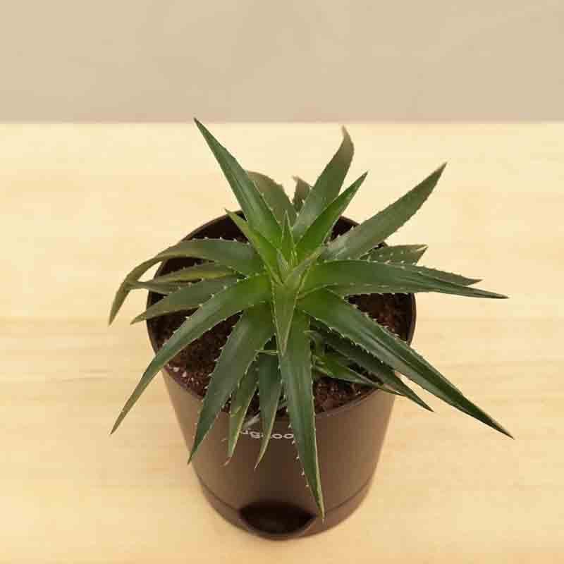 Buy Ugaoo Aloe Vera Green Mini Plant Live Plants from Vaaree