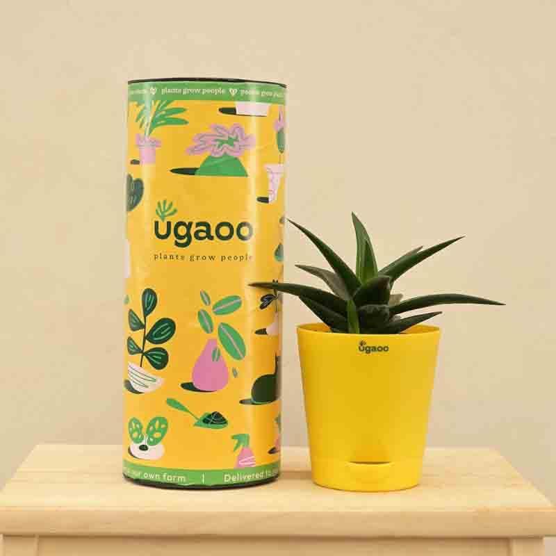 Buy Ugaoo Aloe Vera Mini Plant Live Plants from Vaaree