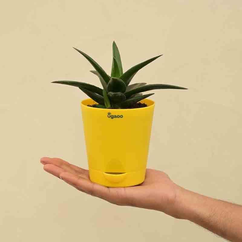 Buy Ugaoo Aloe Vera Mini Plant Live Plants from Vaaree