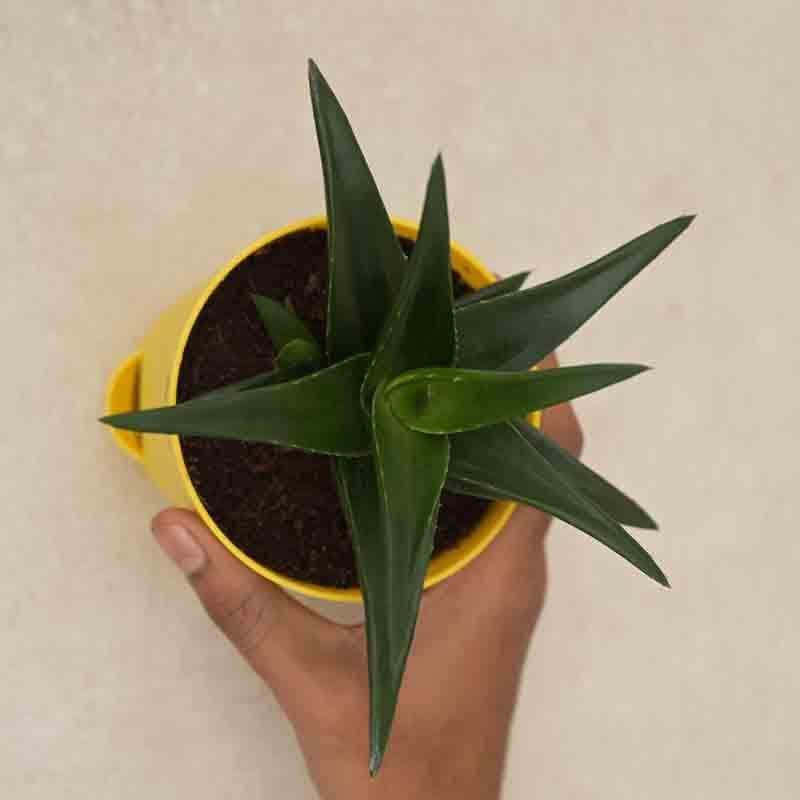 Buy Ugaoo Aloe Vera Mini Plant Live Plants from Vaaree