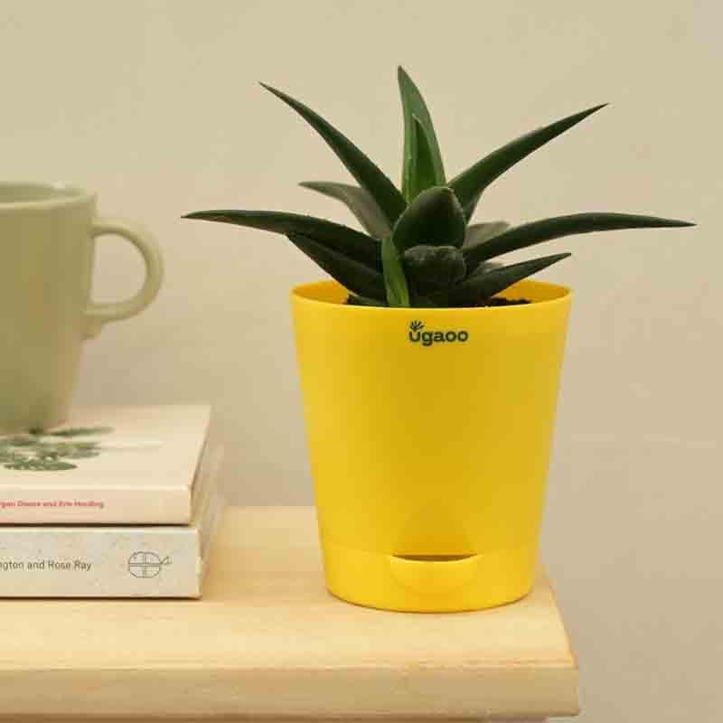 Buy Ugaoo Aloe Vera Mini Plant Live Plants from Vaaree