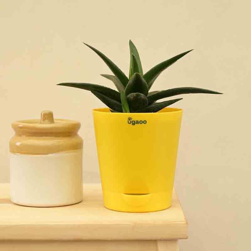 Buy Ugaoo Aloe Vera Mini Plant Live Plants from Vaaree