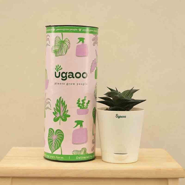 Buy Ugaoo Aloe Vera Star Plant Live Plants from Vaaree