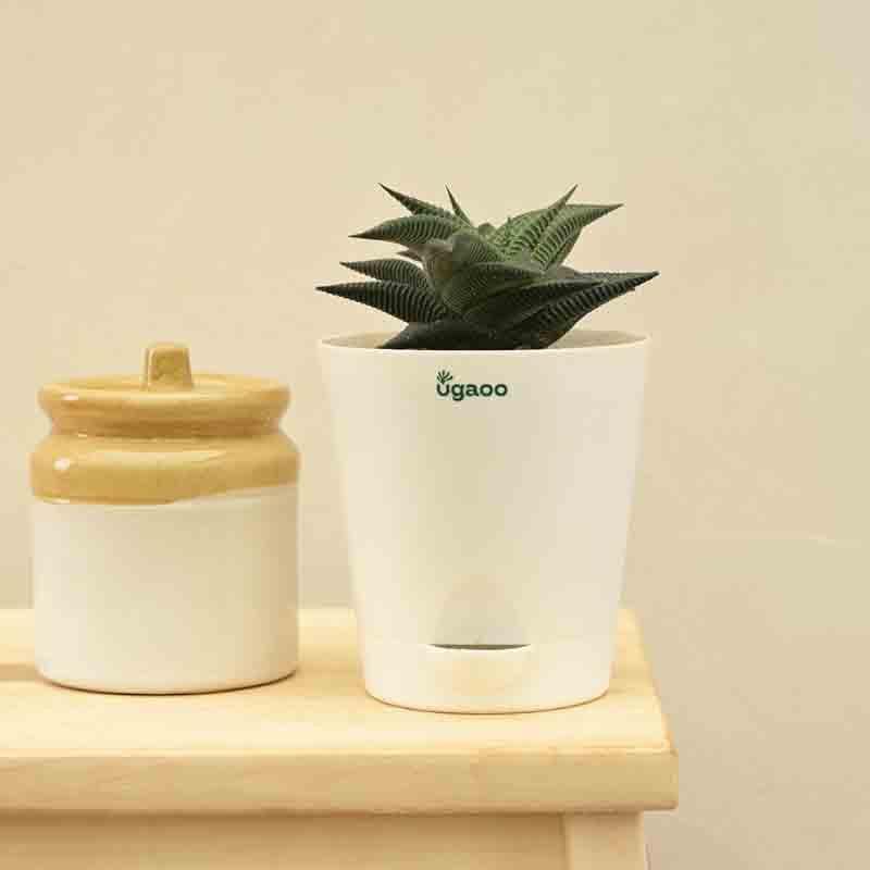 Buy Ugaoo Aloe Vera Star Plant Live Plants from Vaaree