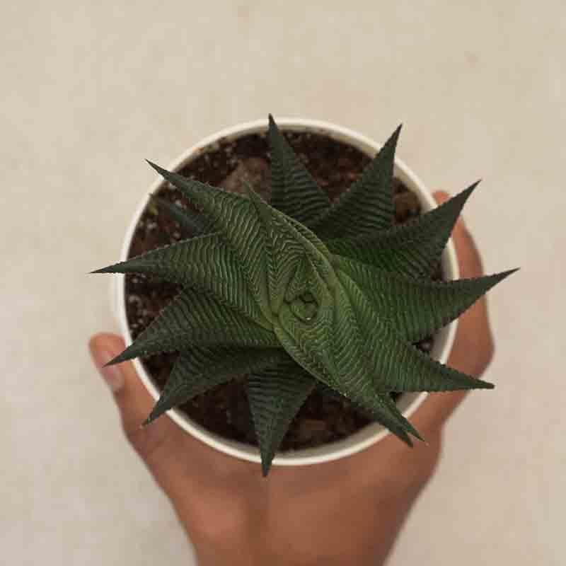 Buy Ugaoo Aloe Vera Star Plant Live Plants from Vaaree