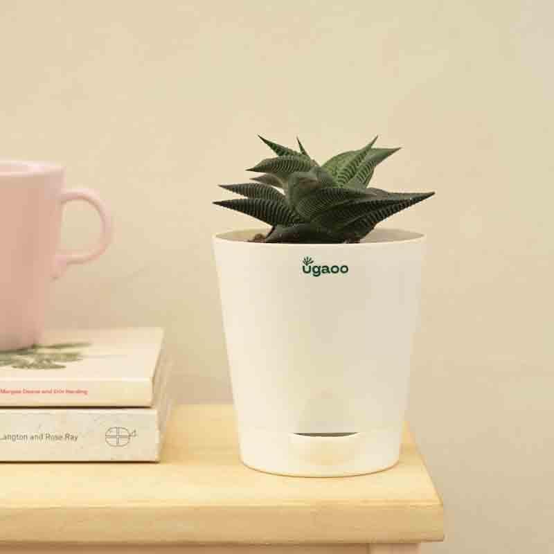 Buy Ugaoo Aloe Vera Star Plant Live Plants from Vaaree