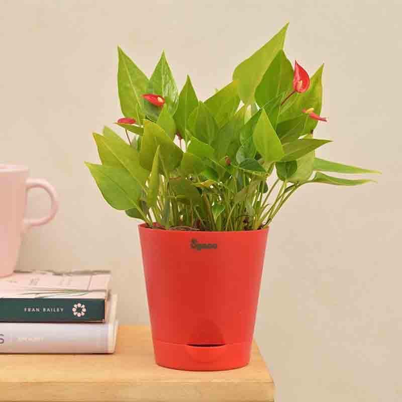 Buy Live Plants - Ugaoo Anthurium Million Flowers Plant at Vaaree online