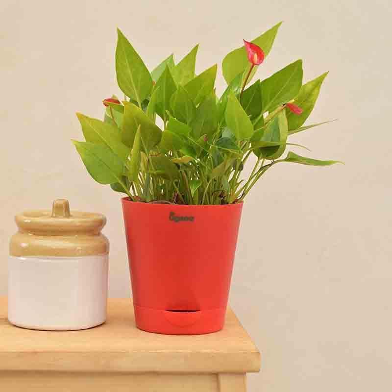 Buy Ugaoo Anthurium Million Flowers Plant Live Plants from Vaaree