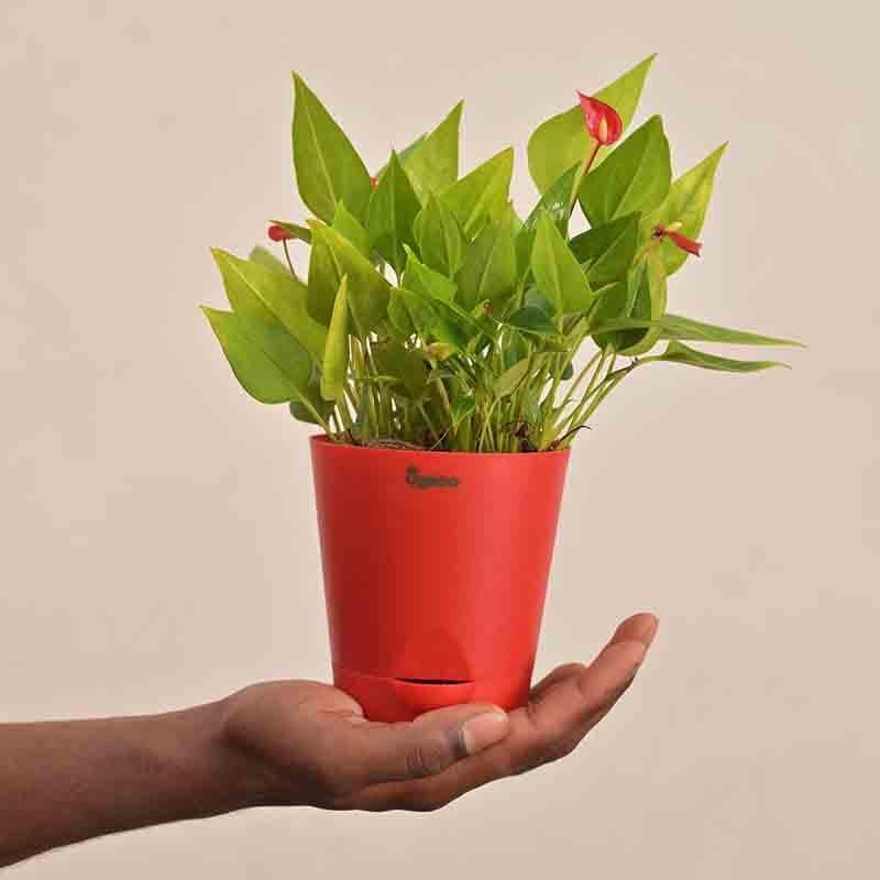 Buy Ugaoo Anthurium Million Flowers Plant Live Plants from Vaaree