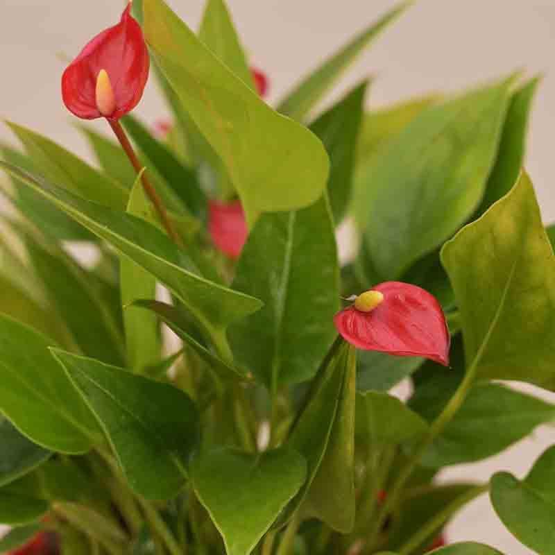 Buy Ugaoo Anthurium Million Flowers Plant Live Plants from Vaaree