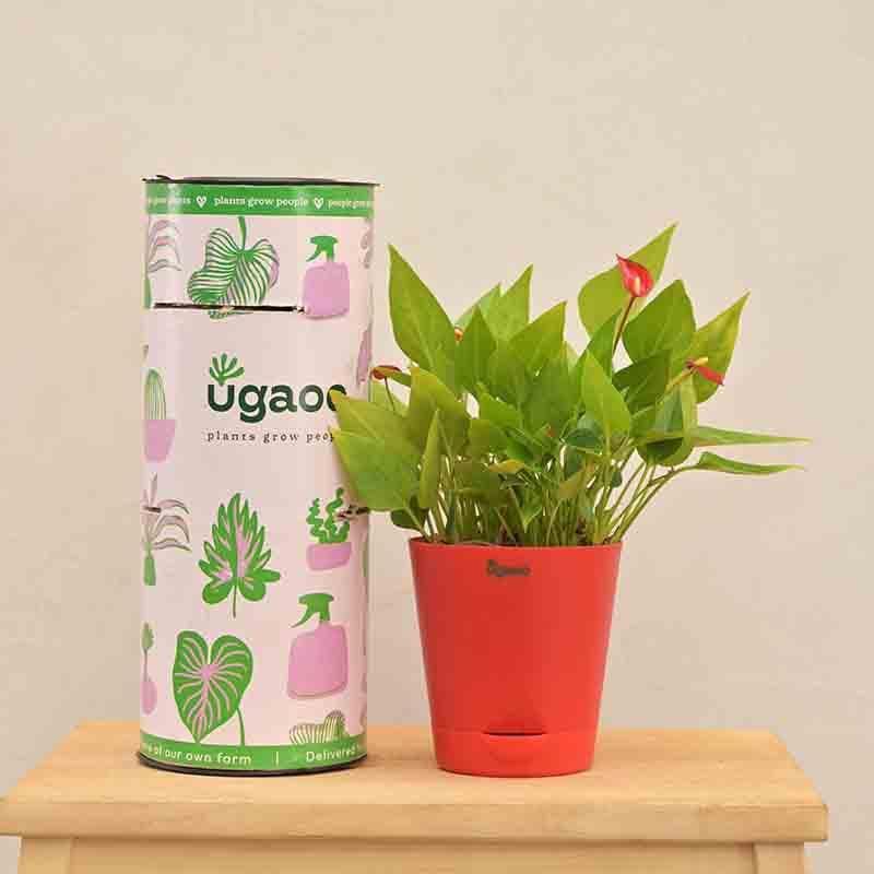 Buy Ugaoo Anthurium Million Flowers Plant Live Plants from Vaaree