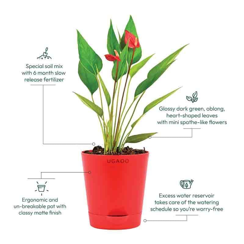 Buy Live Plants - Ugaoo Anthurium Million Flowers Plant at Vaaree online