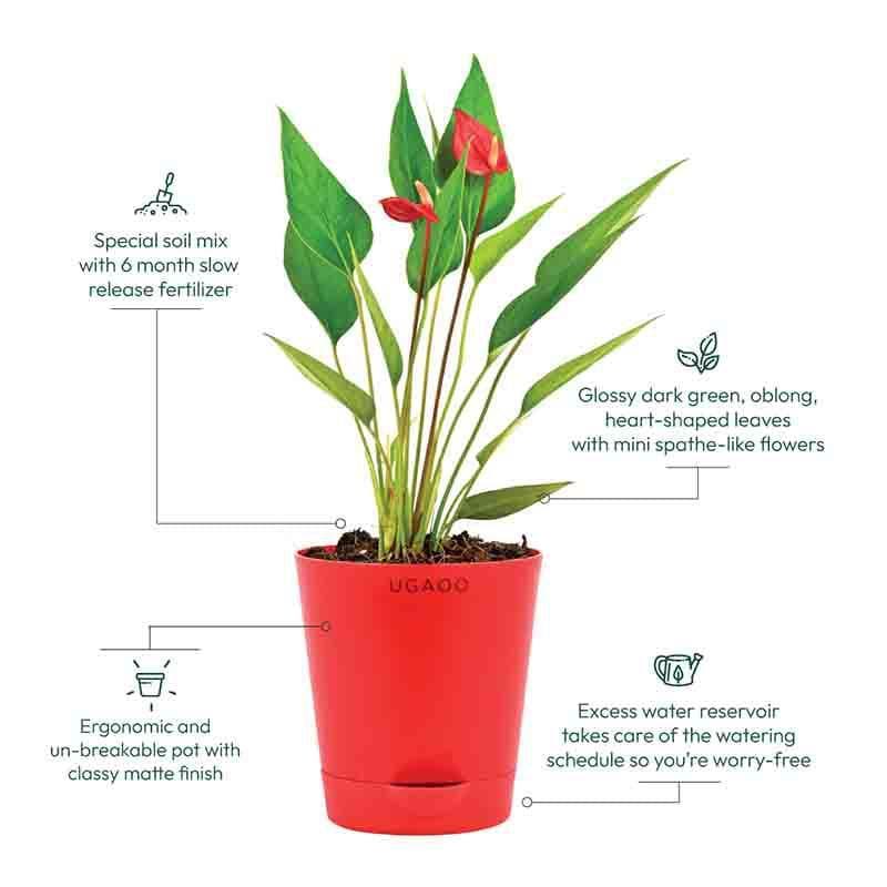 Buy Ugaoo Anthurium Million Flowers Plant Live Plants from Vaaree