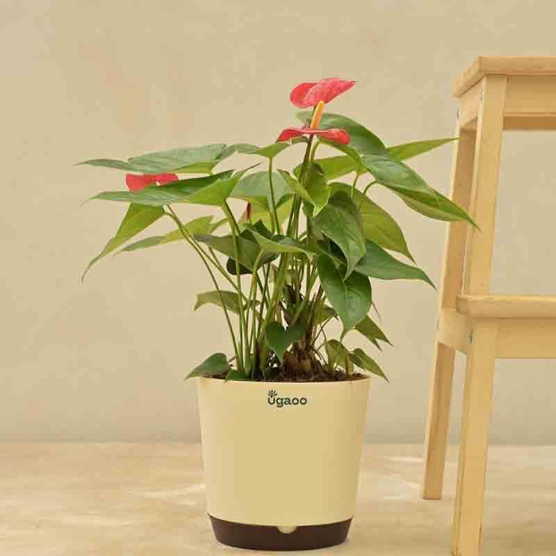 Buy Ugaoo Anthurium Red Flamingo Plant - Big Live Plants from Vaaree