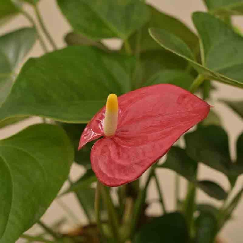 Buy Ugaoo Anthurium Red Flamingo Plant - Big Live Plants from Vaaree