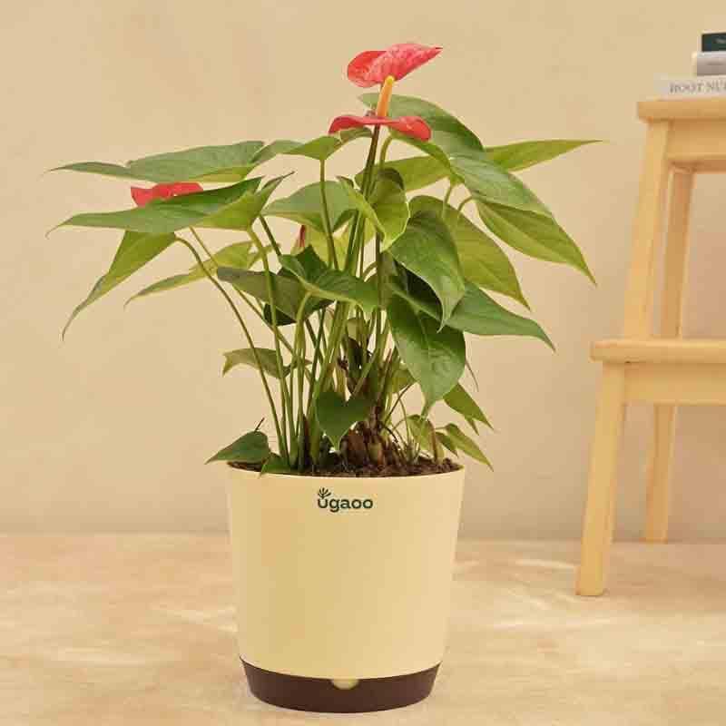 Buy Ugaoo Anthurium Red Flamingo Plant - Big Live Plants from Vaaree