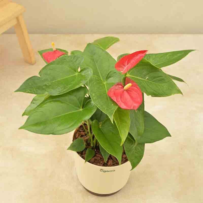 Buy Ugaoo Anthurium Red Flamingo Plant - Big Live Plants from Vaaree