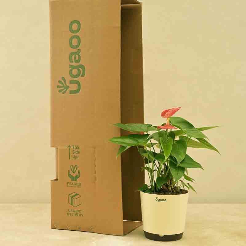 Buy Ugaoo Anthurium Red Flamingo Plant - Big Live Plants from Vaaree