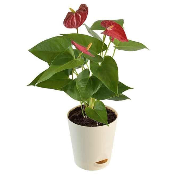 Buy Ugaoo Anthurium Red Mini Plant - Medium Live Plants from Vaaree