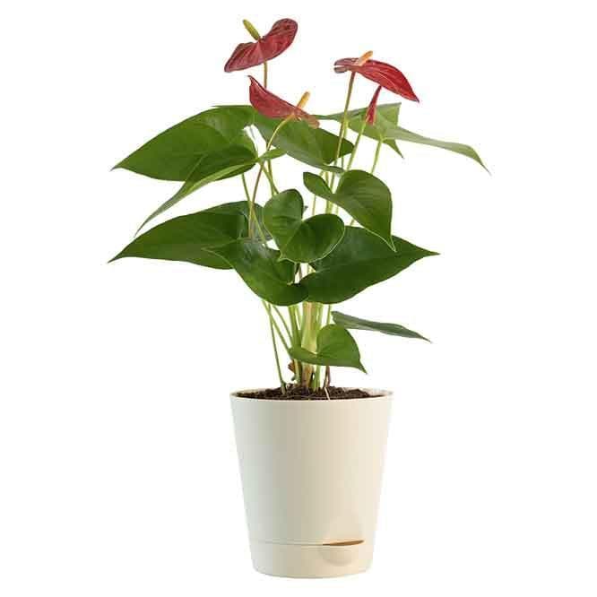 Buy Ugaoo Anthurium Red Mini Plant - Medium Live Plants from Vaaree