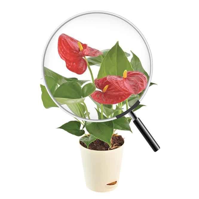 Buy Ugaoo Anthurium Red Mini Plant - Medium Live Plants from Vaaree