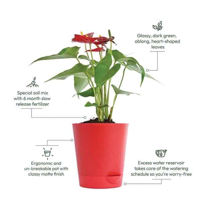 Buy Ugaoo Anthurium Red Mini Plant - Medium Live Plants from Vaaree