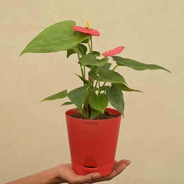 Buy Ugaoo Anthurium Red Plant - Medium Live Plants from Vaaree