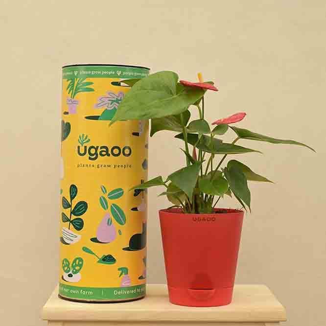 Buy Ugaoo Anthurium Red Plant - Medium Live Plants from Vaaree