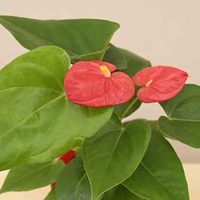 Buy Ugaoo Anthurium Red Plant - Medium Live Plants from Vaaree