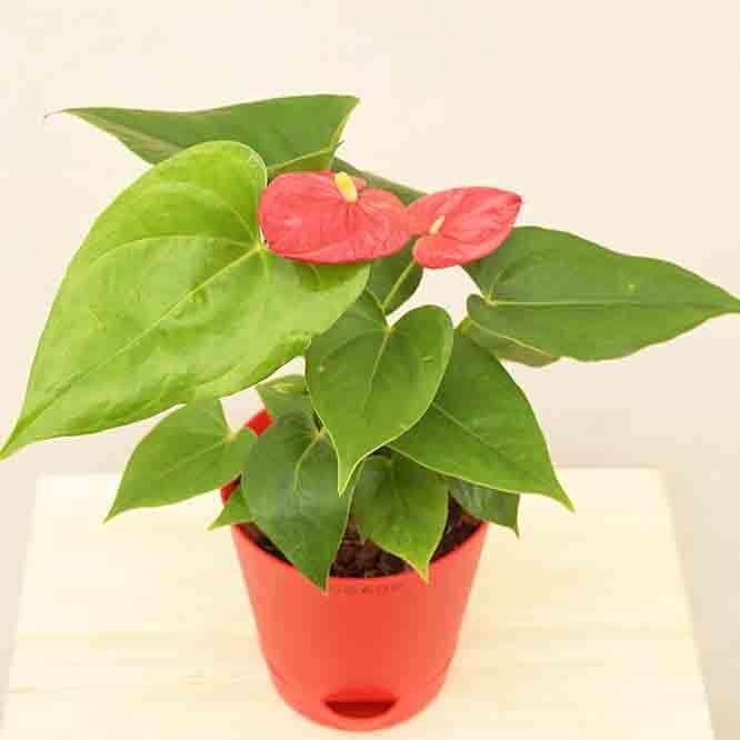 Buy Ugaoo Anthurium Red Plant - Medium Live Plants from Vaaree