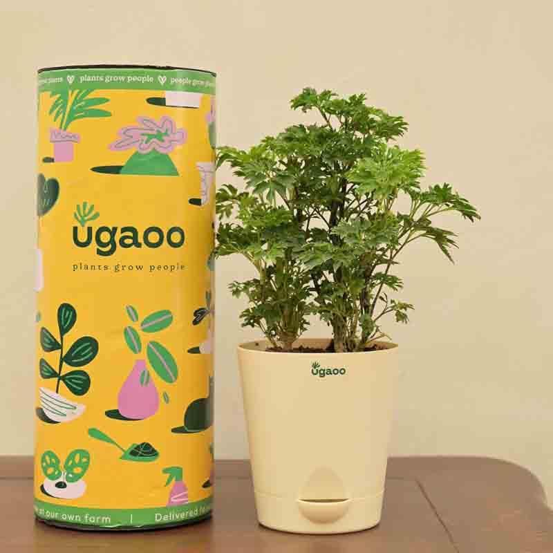 Buy Ugaoo Aralia Golden Plant Live Plants from Vaaree