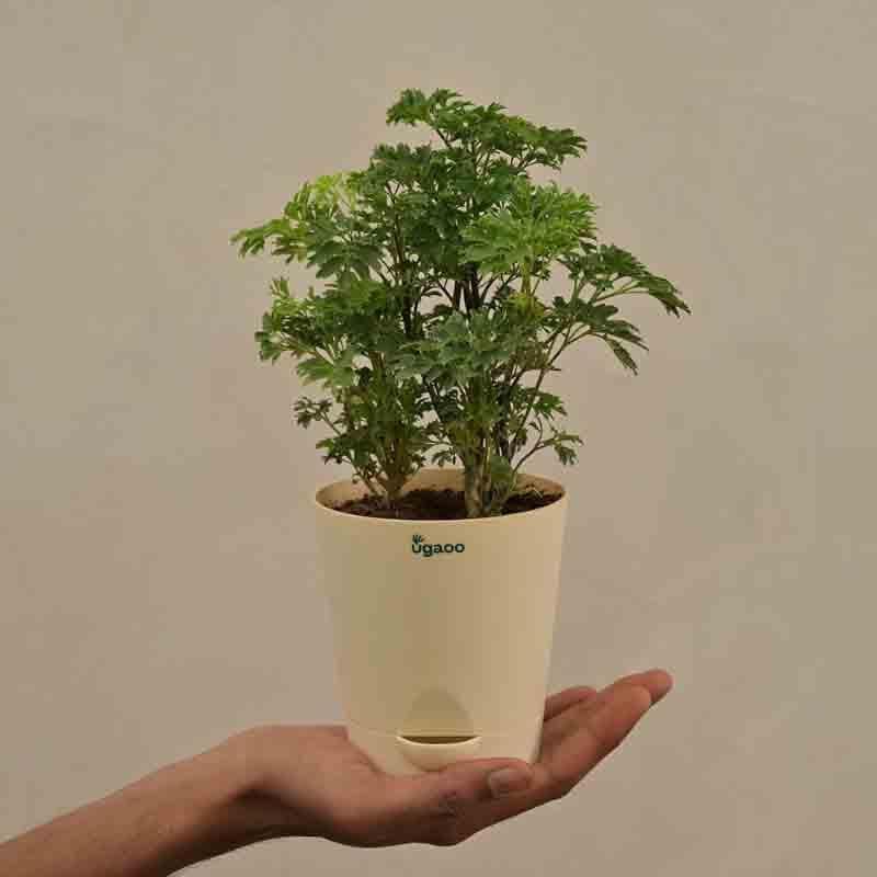 Buy Ugaoo Aralia Golden Plant Live Plants from Vaaree