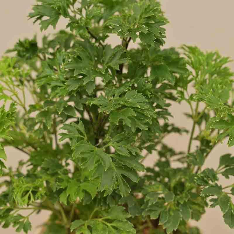 Buy Ugaoo Aralia Golden Plant Live Plants from Vaaree