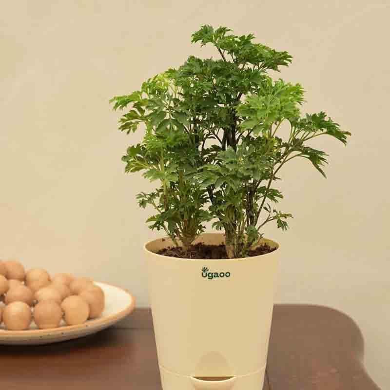 Buy Ugaoo Aralia Golden Plant Live Plants from Vaaree