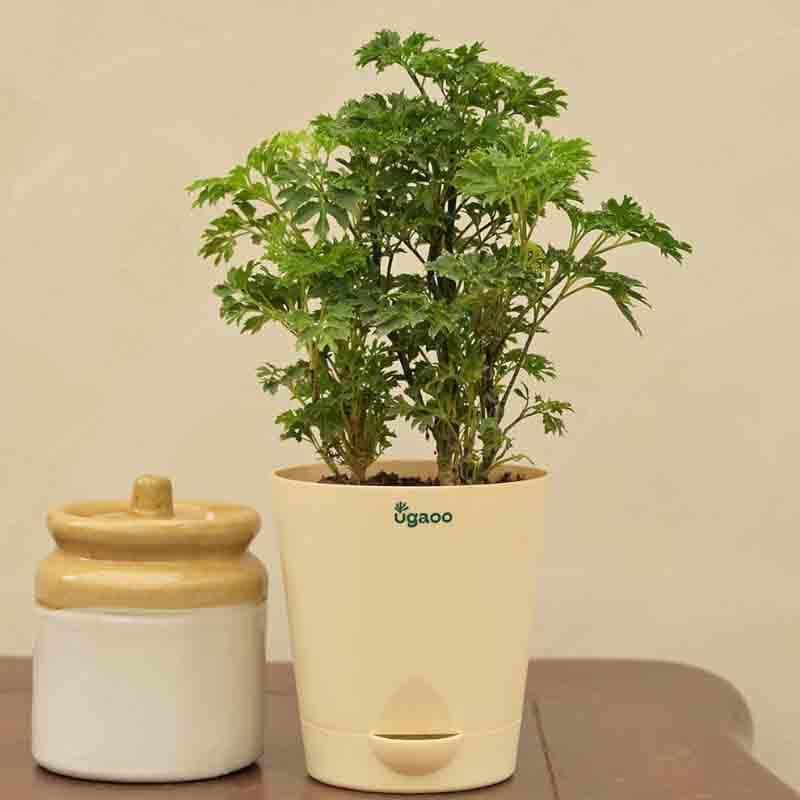 Buy Ugaoo Aralia Golden Plant Live Plants from Vaaree