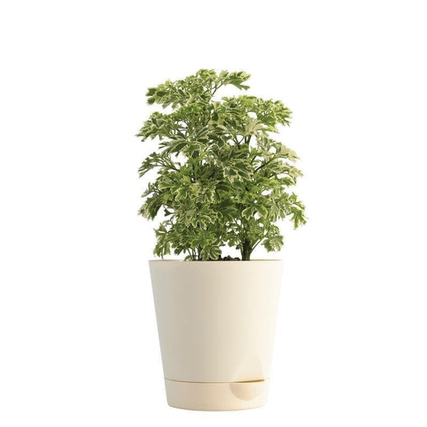 Buy Live Plants - Ugaoo Aralia Variegated Mini Plant at Vaaree online
