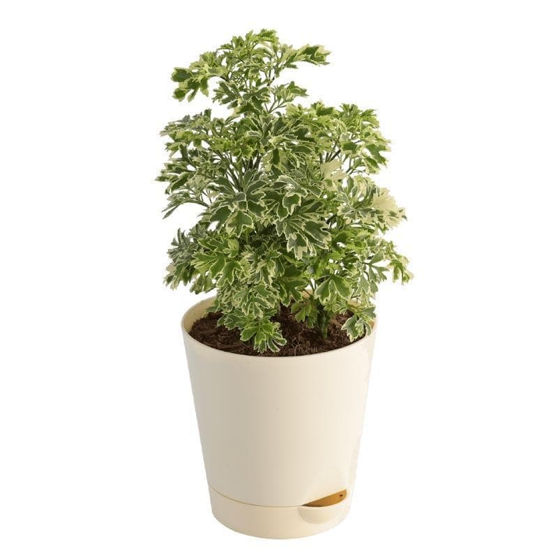 Buy Ugaoo Aralia Variegated Mini Plant Live Plants from Vaaree