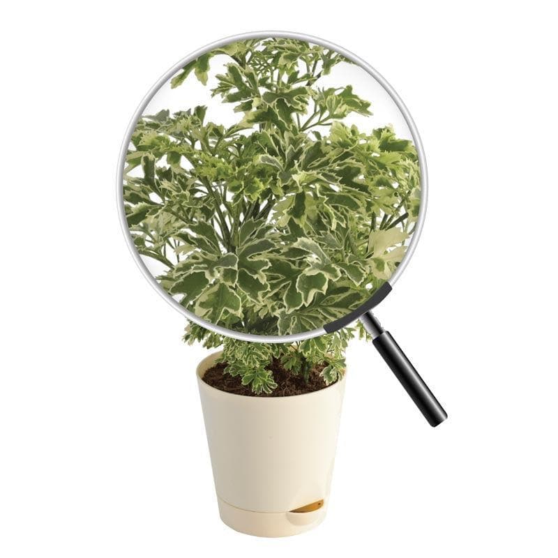 Buy Ugaoo Aralia Variegated Mini Plant Live Plants from Vaaree