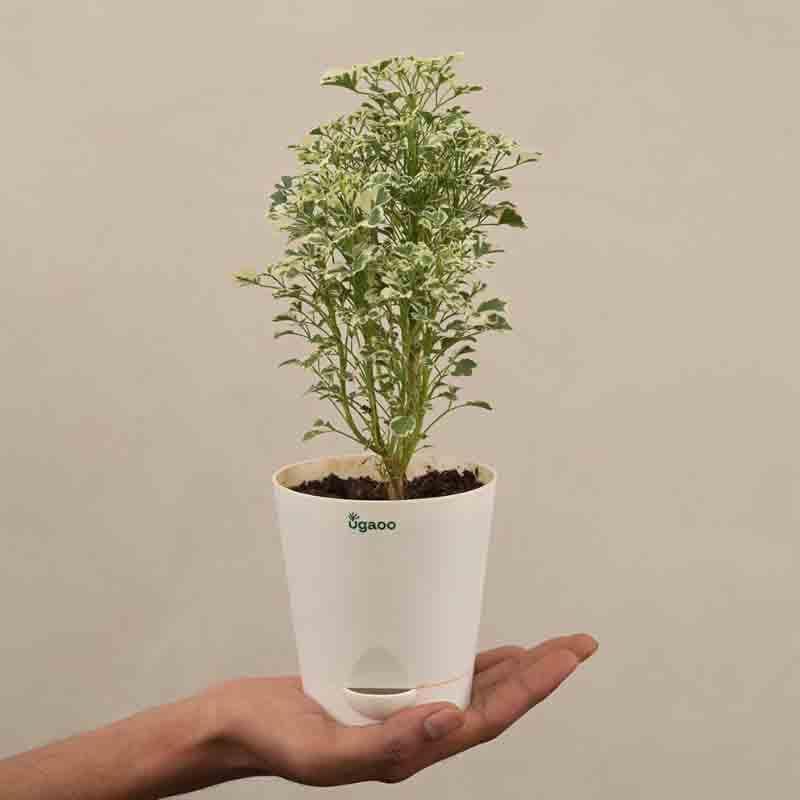 Buy Ugaoo Aralia Variegated White Plant - Mini Live Plants from Vaaree