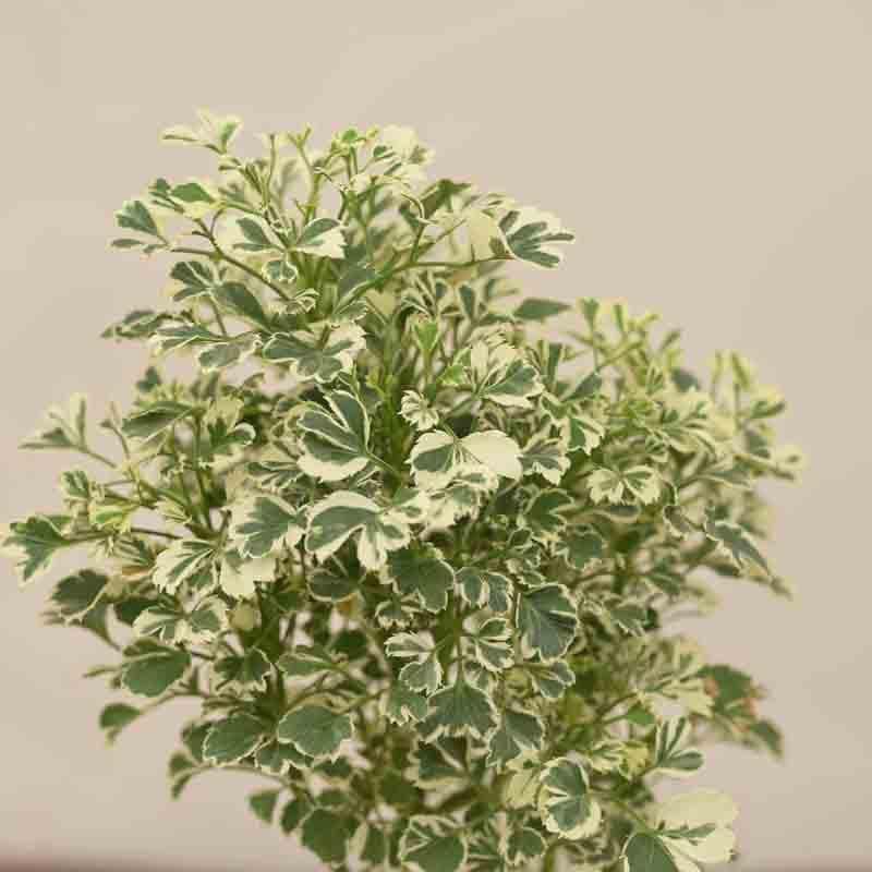 Buy Ugaoo Aralia Variegated White Plant - Mini Live Plants from Vaaree