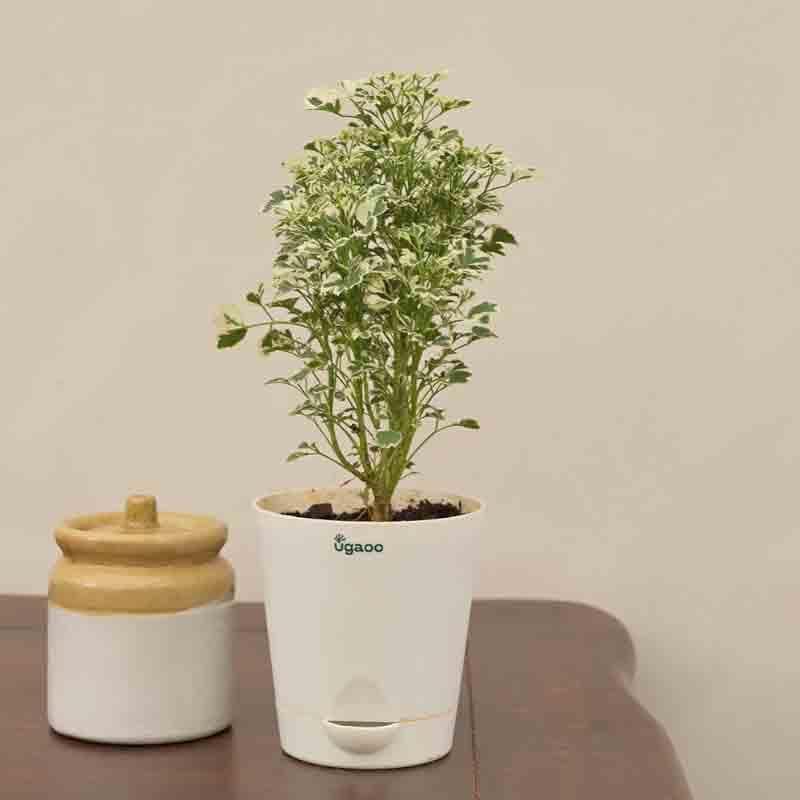 Buy Ugaoo Aralia Variegated White Plant - Mini Live Plants from Vaaree