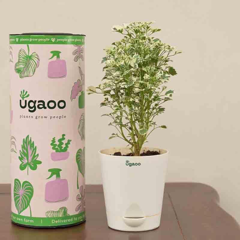 Buy Ugaoo Aralia Variegated White Plant - Mini Live Plants from Vaaree