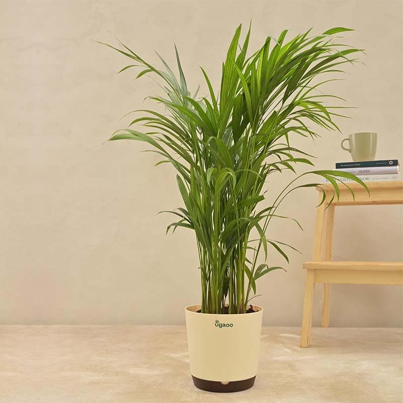 Buy Ugaoo Areca Palm Plant - Big Live Plants from Vaaree