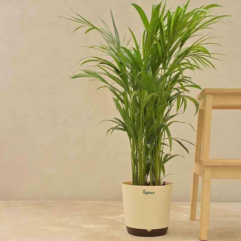 Buy Ugaoo Areca Palm Plant - Big Live Plants from Vaaree