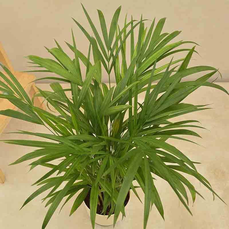 Buy Ugaoo Areca Palm Plant - Big Live Plants from Vaaree