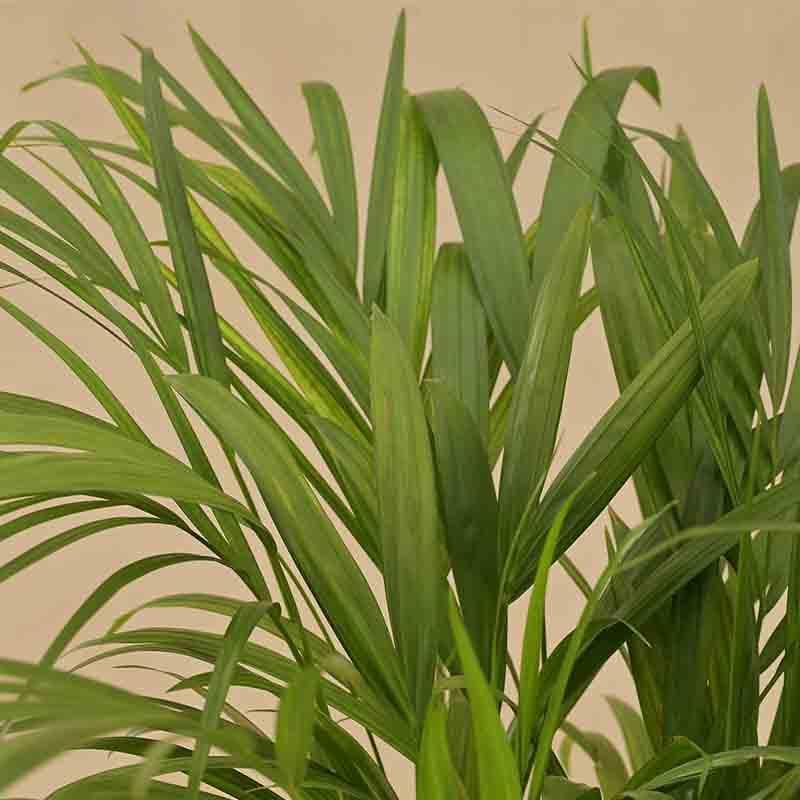 Buy Ugaoo Areca Palm Plant - Big Live Plants from Vaaree