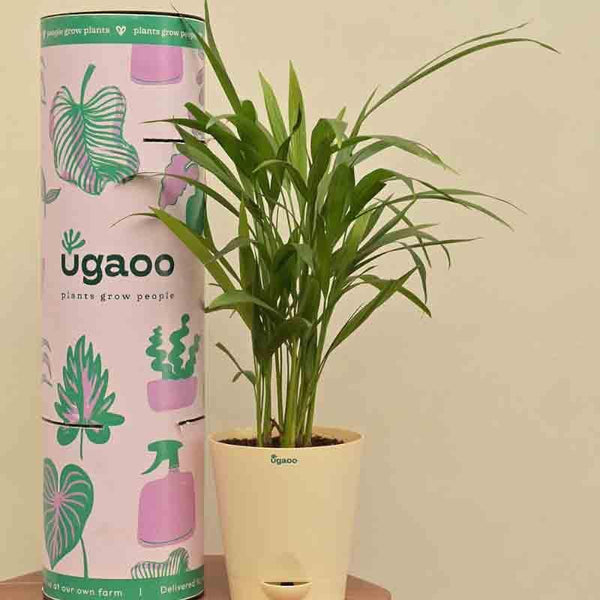 Buy Ugaoo Areca Palm Plant - Medium Live Plants from Vaaree