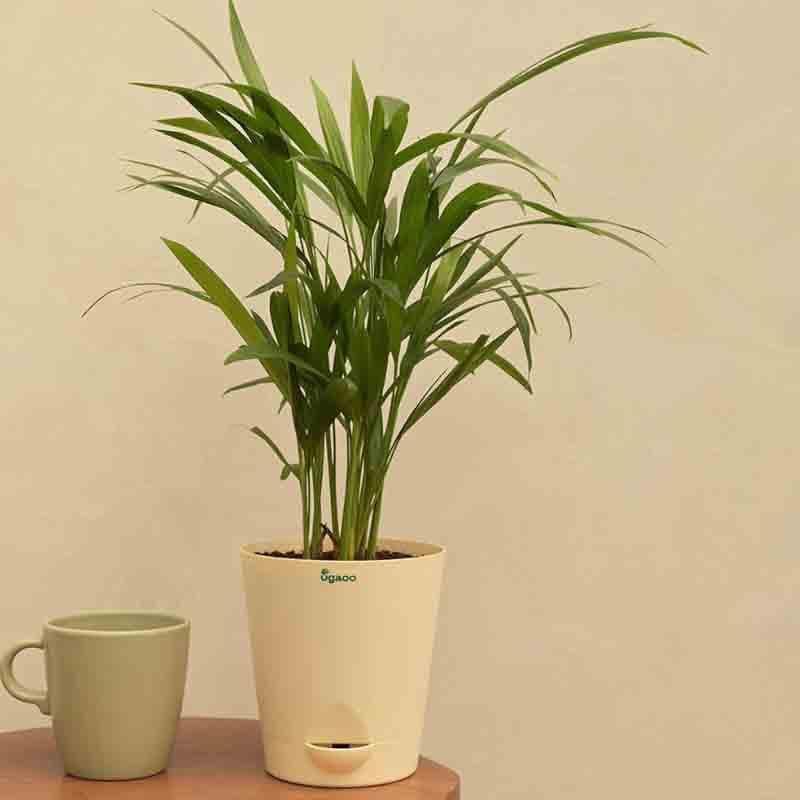 Buy Ugaoo Areca Palm Plant - Medium Live Plants from Vaaree