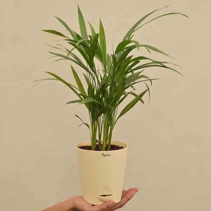 Buy Ugaoo Areca Palm Plant - Medium Live Plants from Vaaree